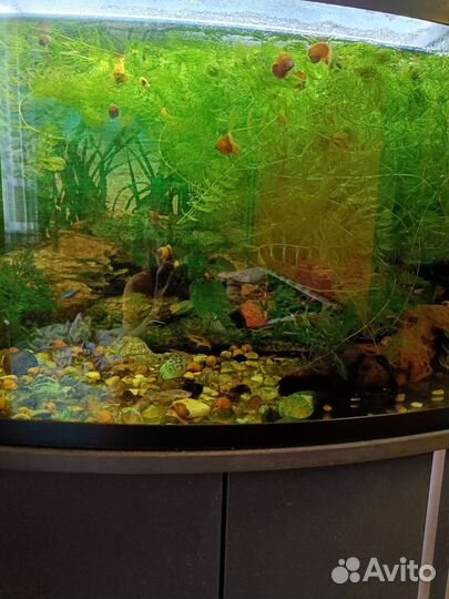 Аквариум