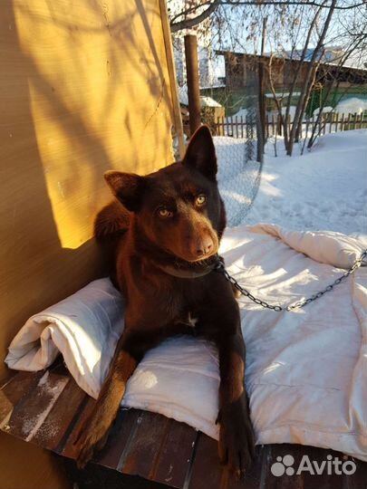 Шоколадка в добрые руки