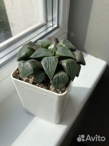 Суккуленты