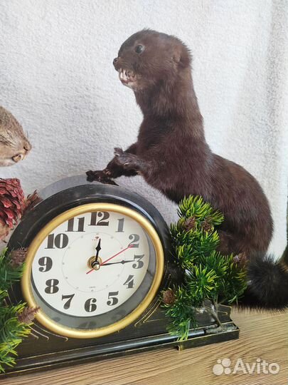 Чучело белки норки на часах