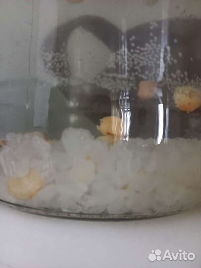 Индийский морской рис