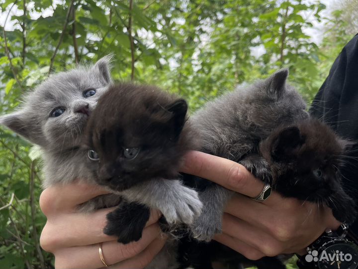 Котята в добрые руки