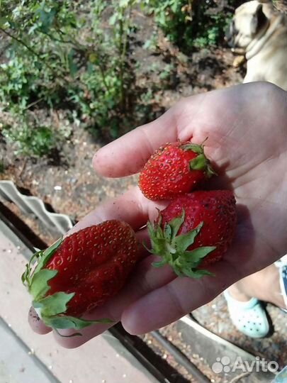 Усы клубники