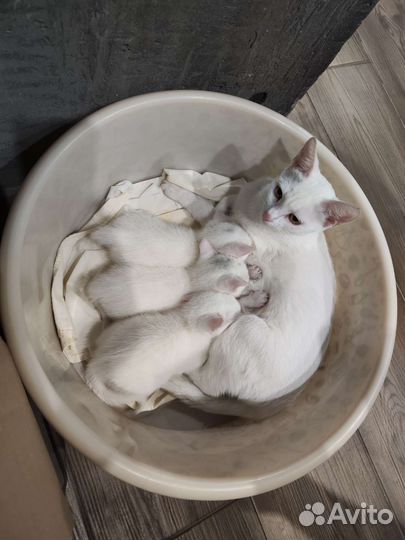 Котята в добрые руки бесплатно коты