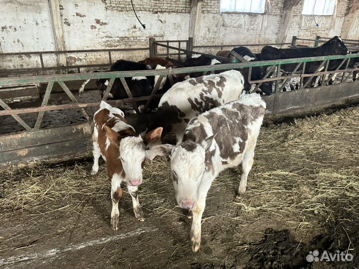 Телята бычки