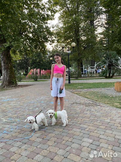 Передержка собак мелких пород