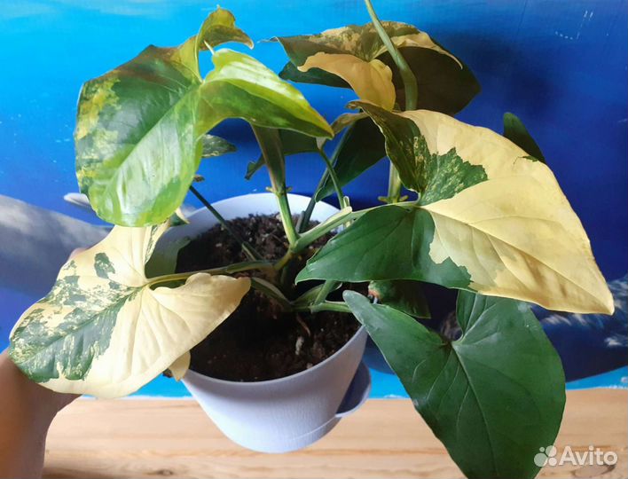 Сингониум империал еллоу/imperial yellow