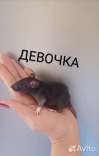 Крысята сфинкс и Браш