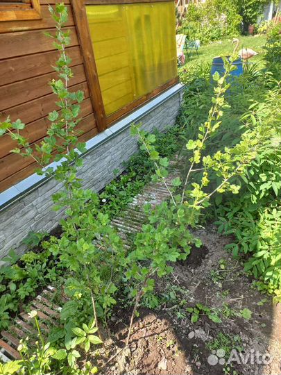 Саженцы крыжовника 