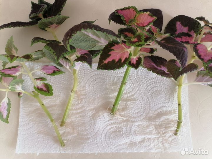 Колеус (крапивка)