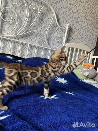 Бенгальский котёнок с документами