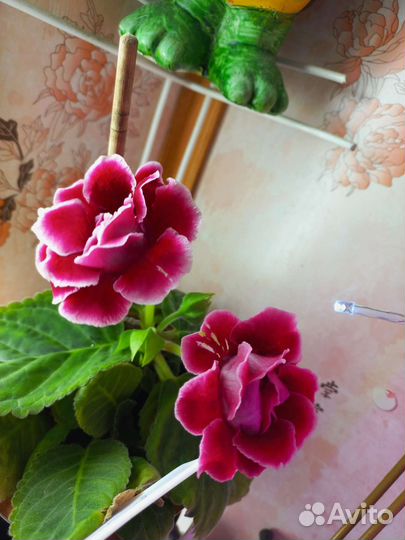 Молодые детки глоксинии