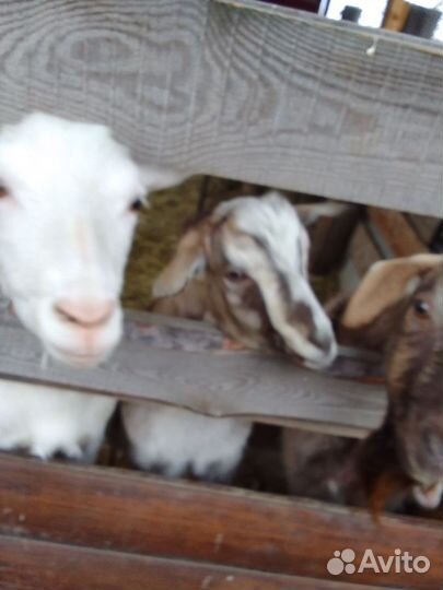 Козел зааненский