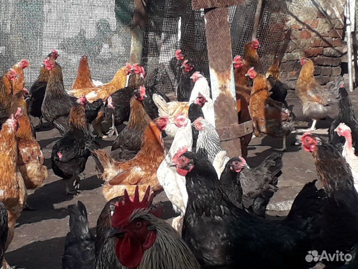 Инкубационное яйцо кур несушек