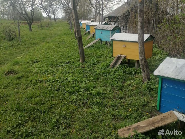 Продам пчелосемьи