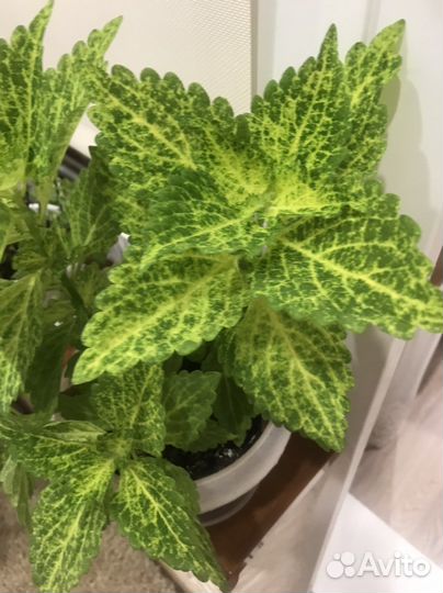 Комнатные цветы