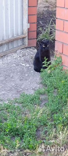 Кошка Багира в добрые руки