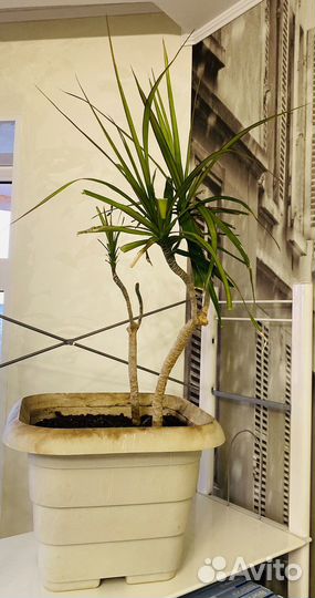 Комнатные домашние растения