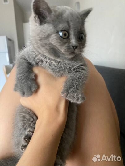 Серый британский котенок девочка