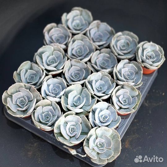 Суккуленты оптом