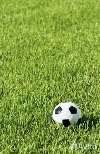 Трава смесь спортивная
