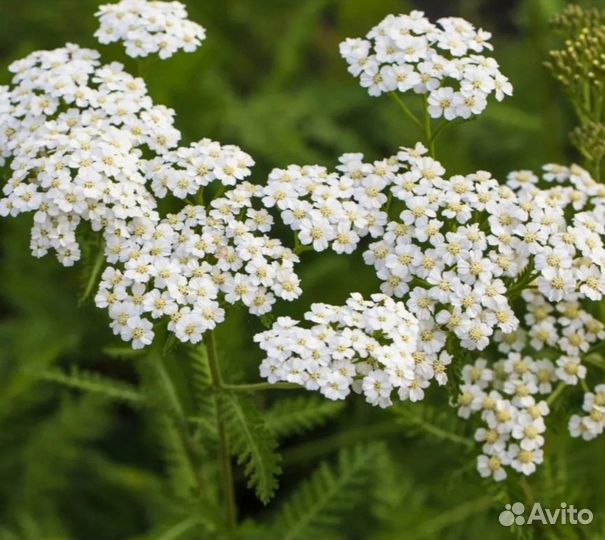 Травы Силы (лекарственные растения)