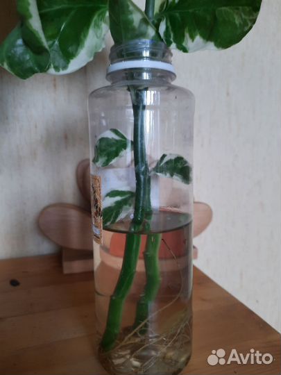 Шефлера, педилантус