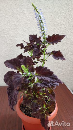 Продам колеусы