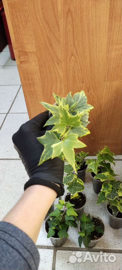 Плющ хедера