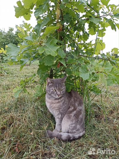 Отдаем в добрые руки кота