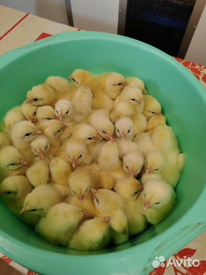 Цыплята Бройлеры, несушки цветные цыплята