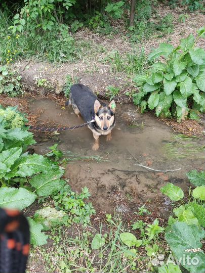 Собака грустит в приюте