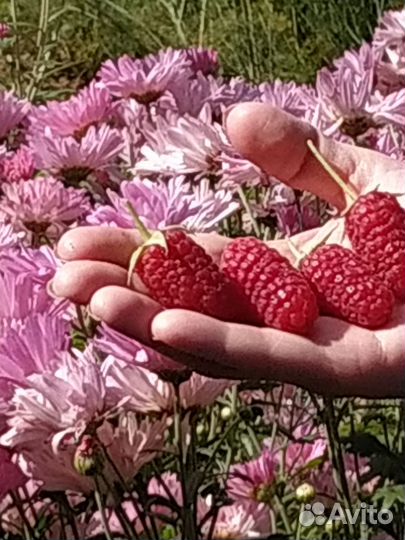 Ремонтантная малина саженцы