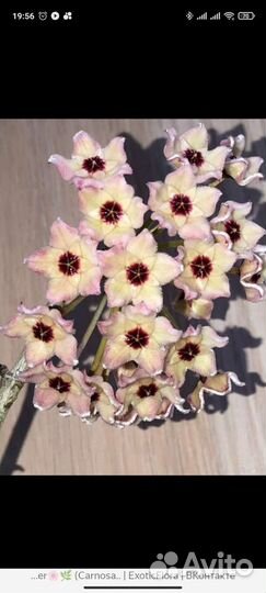 Хойя, алоказия, фиалки, крестовник, фикус