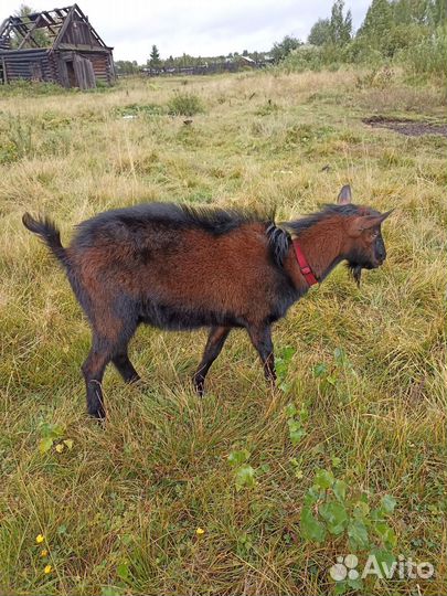 Чешский козел