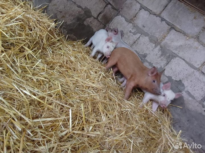 Поросята Дюрок + Кб