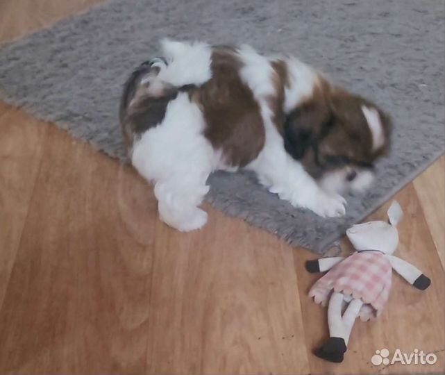 Щенки ши-тцу