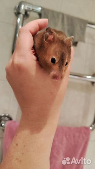 Хомяк