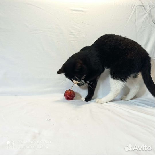 Кошка в дар бесплатно