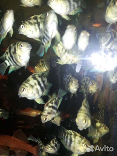 Сапфировые попугаи, анцитрус,меченосец