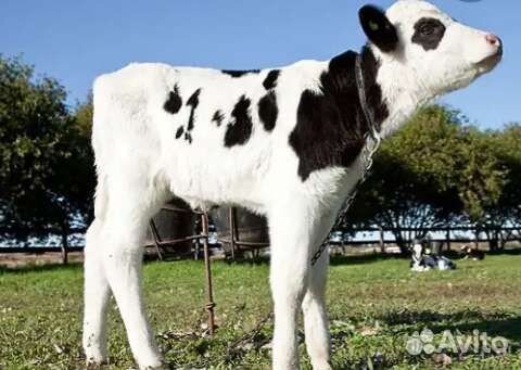 Телята бычки