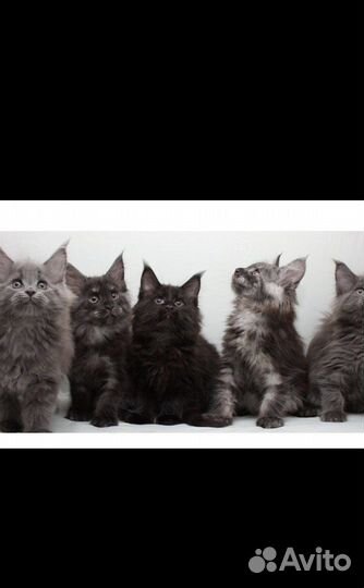 Котята мейнкун и их отец на вязку