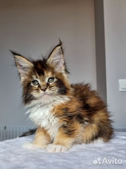 Мейн-кун (котенок - кошечка)