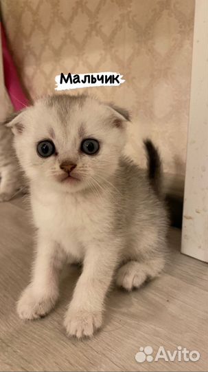 Шотландская вислоухая шиншилла