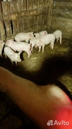 Поросята