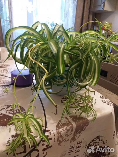 Хлорофитум кудрявый