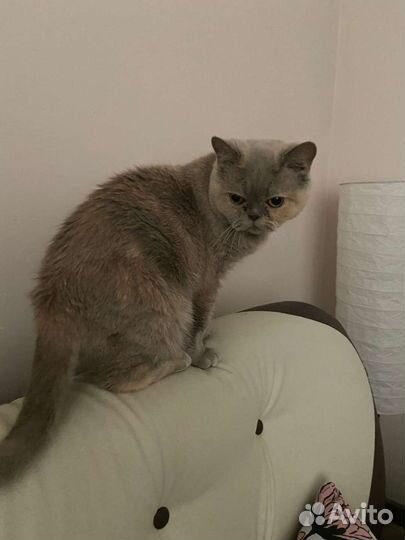 Кошка в дар