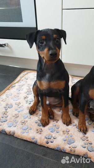 Щенки цвергпинчера