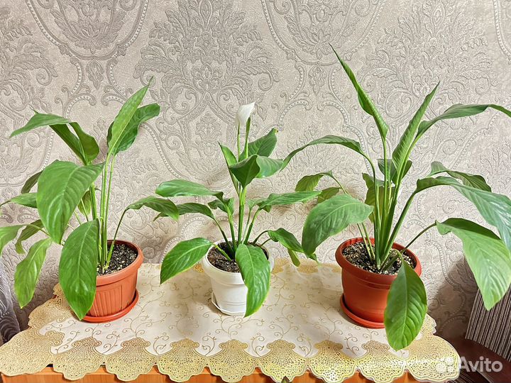 Спатифиллум