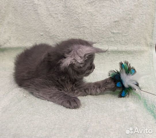 Мейн-кун котенок-кошка, голубой дым, аs объявление продам